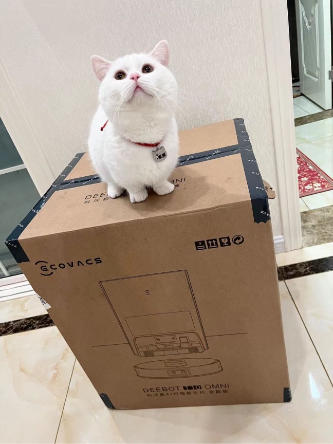 猫图片|宠物猫|猫咪|