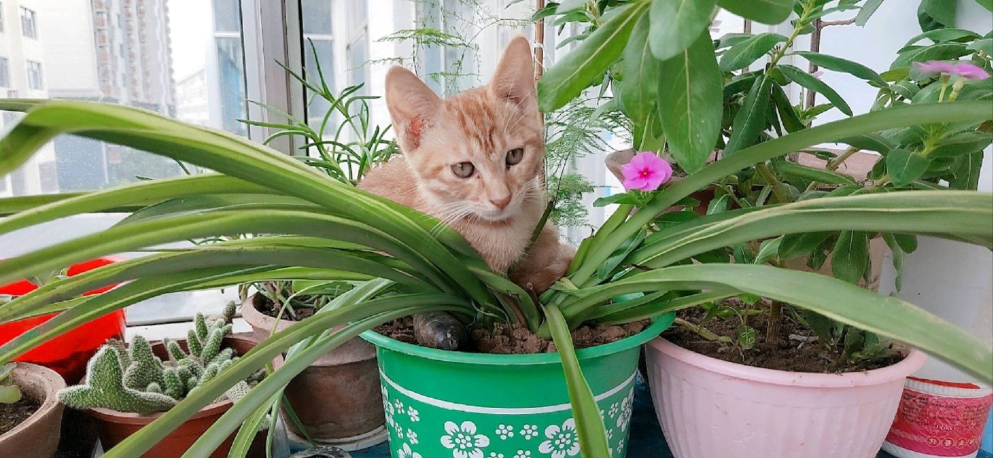 猫图片|宠物猫|猫咪|