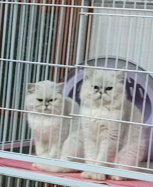 猫图片|宠物猫|猫咪|