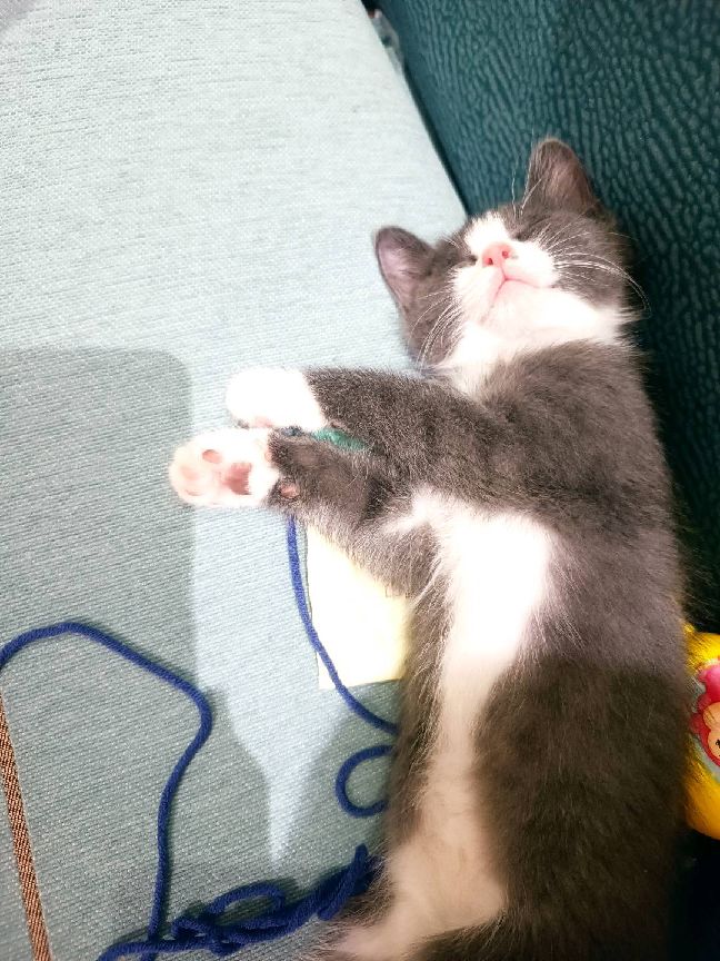 猫图片|宠物猫|猫咪|