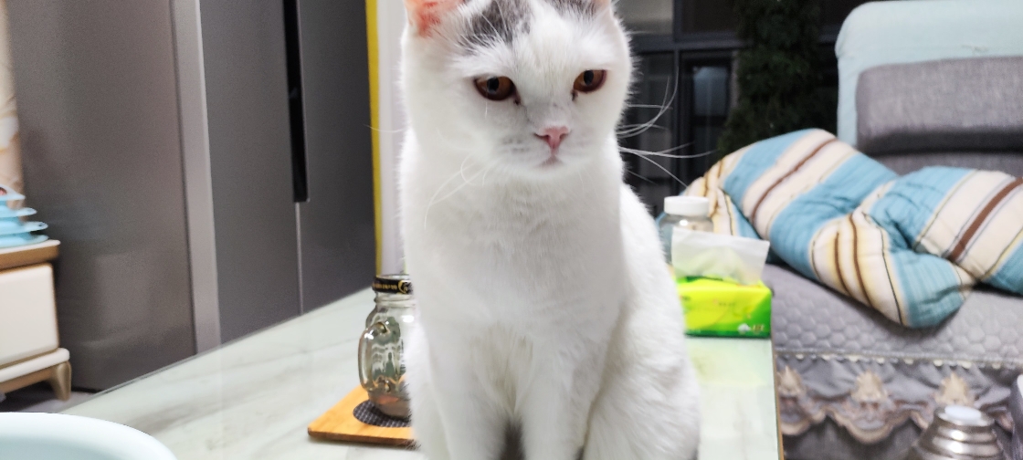 猫图片|宠物猫|猫咪|