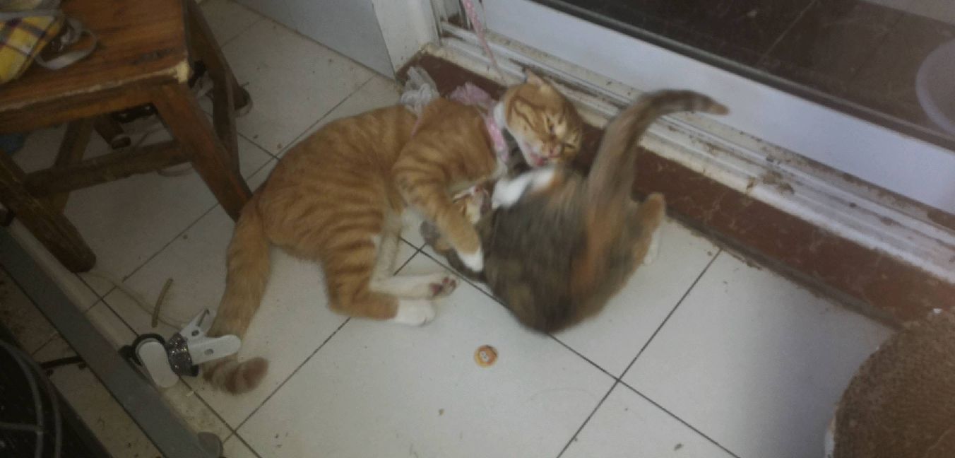 猫图片|宠物猫|猫咪|