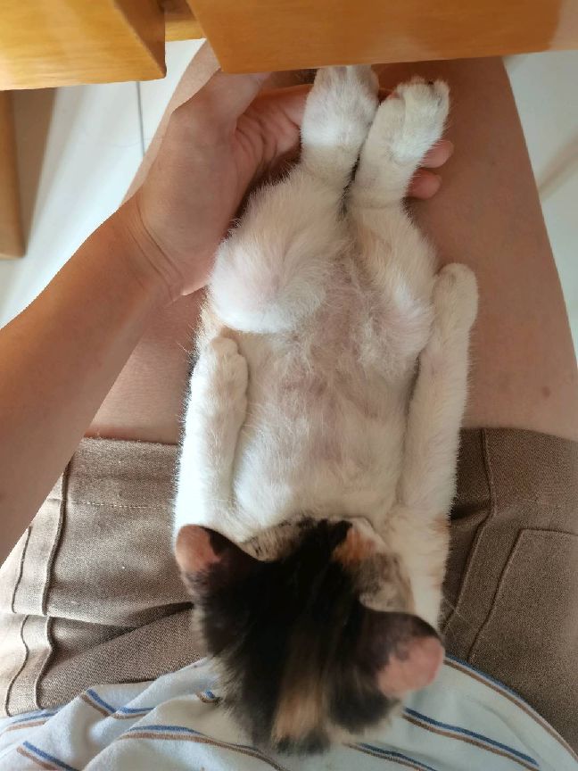 猫图片|宠物猫|猫咪|