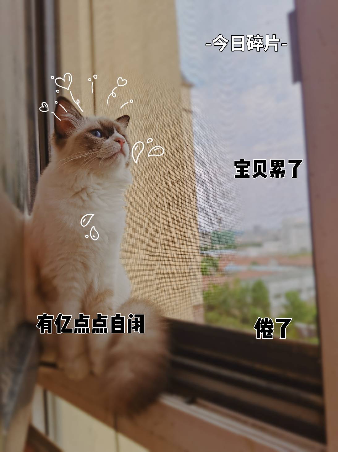 猫图片|宠物猫|猫咪|