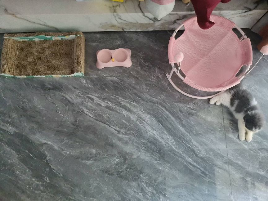 猫图片|宠物猫|猫咪|