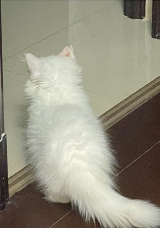 猫图片|宠物猫|猫咪|