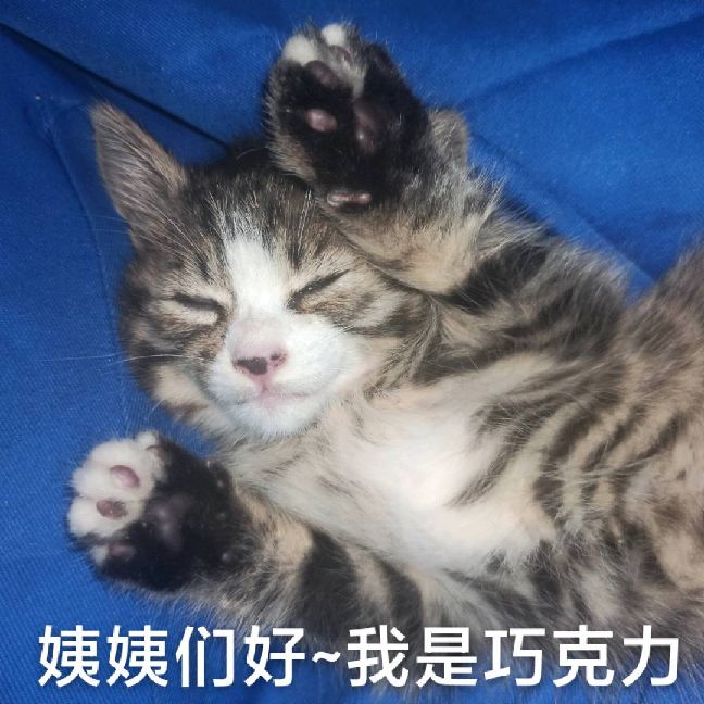 猫图片|宠物猫|猫咪|