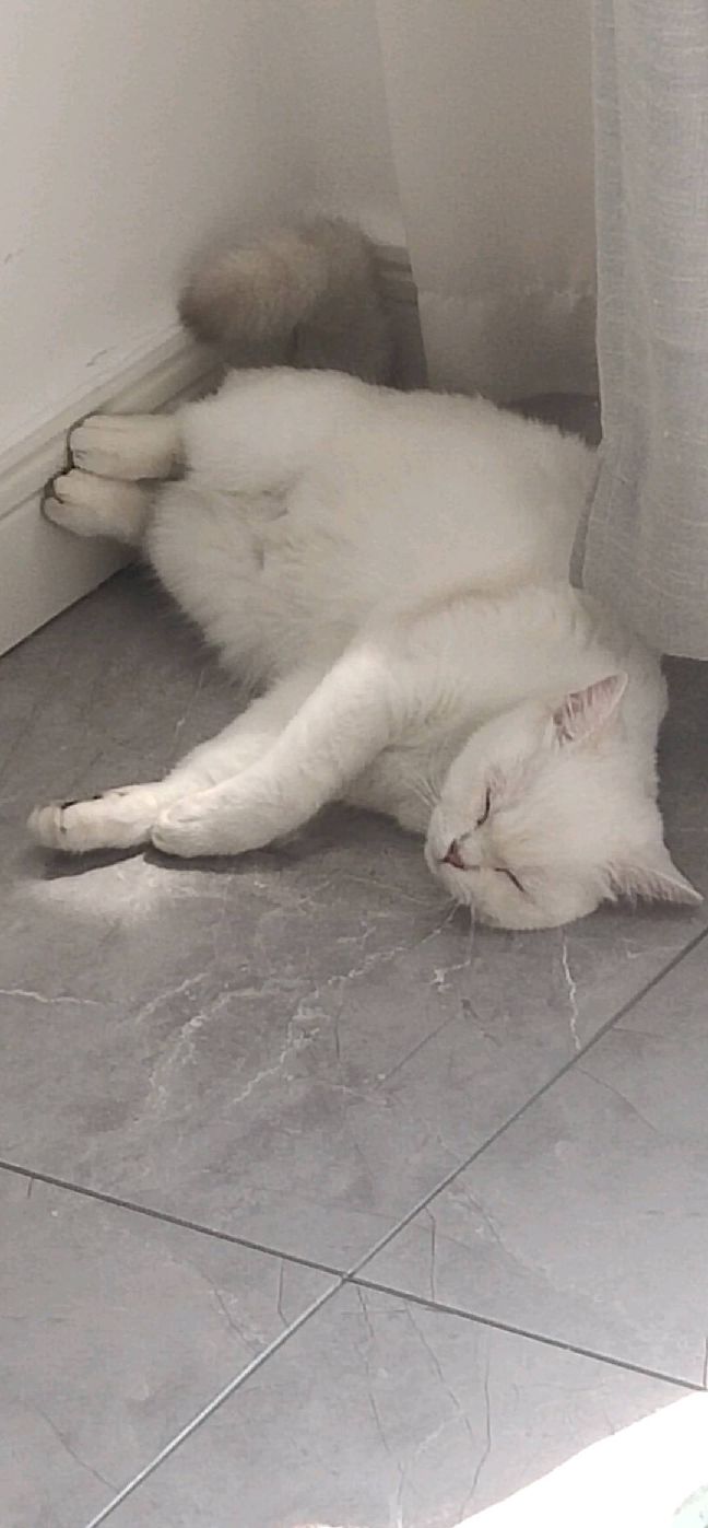 猫图片|宠物猫|猫咪|