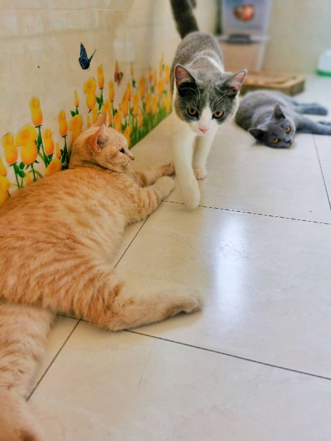 猫图片|宠物猫|猫咪|