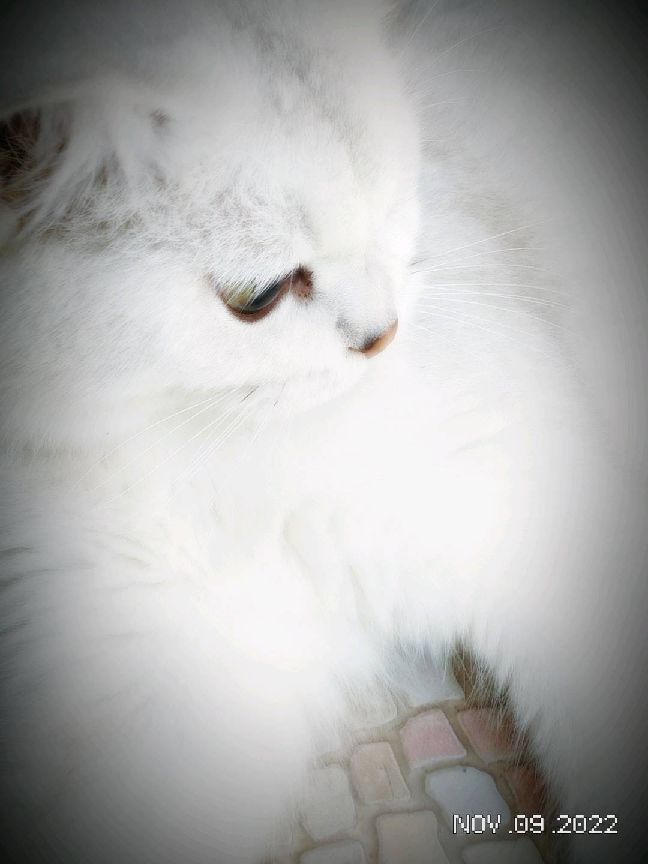 猫图片|宠物猫|猫咪|