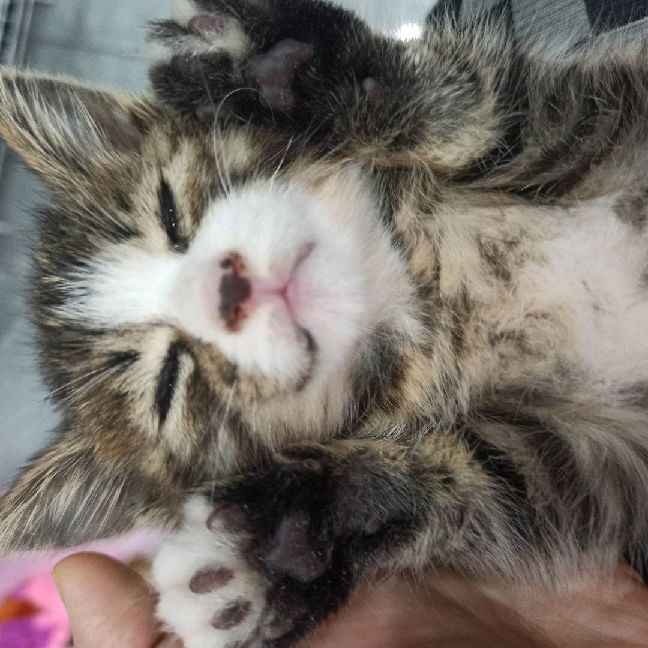 猫图片|宠物猫|猫咪|