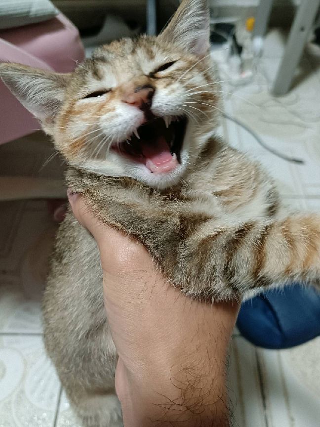 猫图片|宠物猫|猫咪|