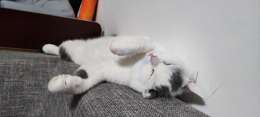 猫图片|宠物猫|猫咪|