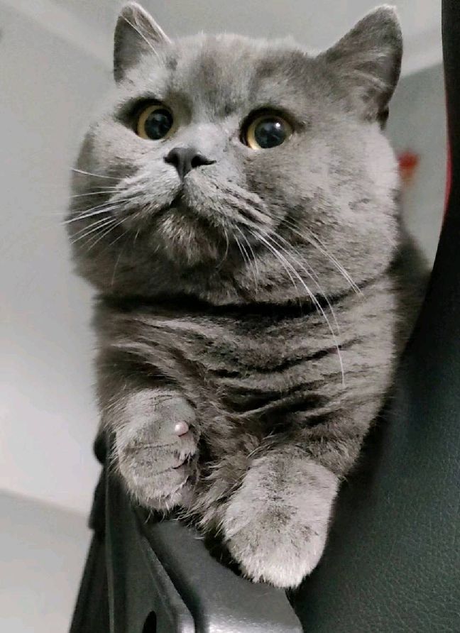 猫图片|宠物猫|猫咪|