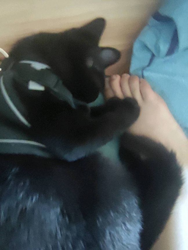 猫图片|宠物猫|猫咪|