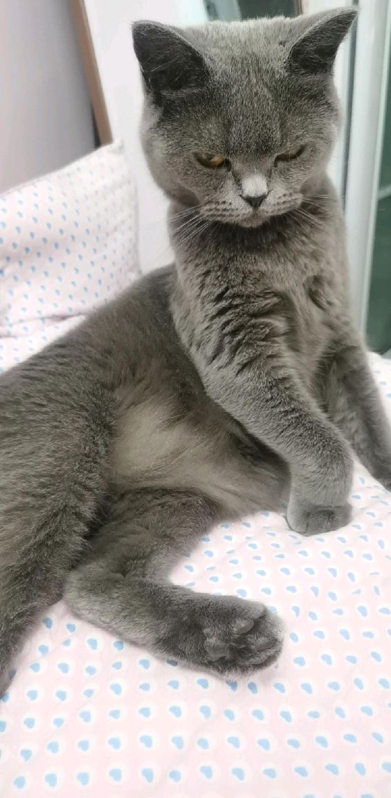 猫图片|宠物猫|猫咪|