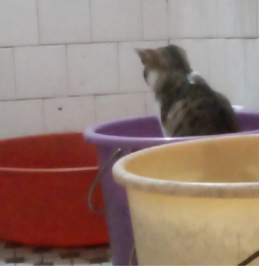 猫图片|宠物猫|猫咪|