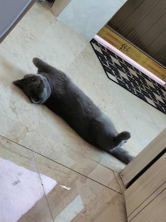 猫图片|宠物猫|猫咪|