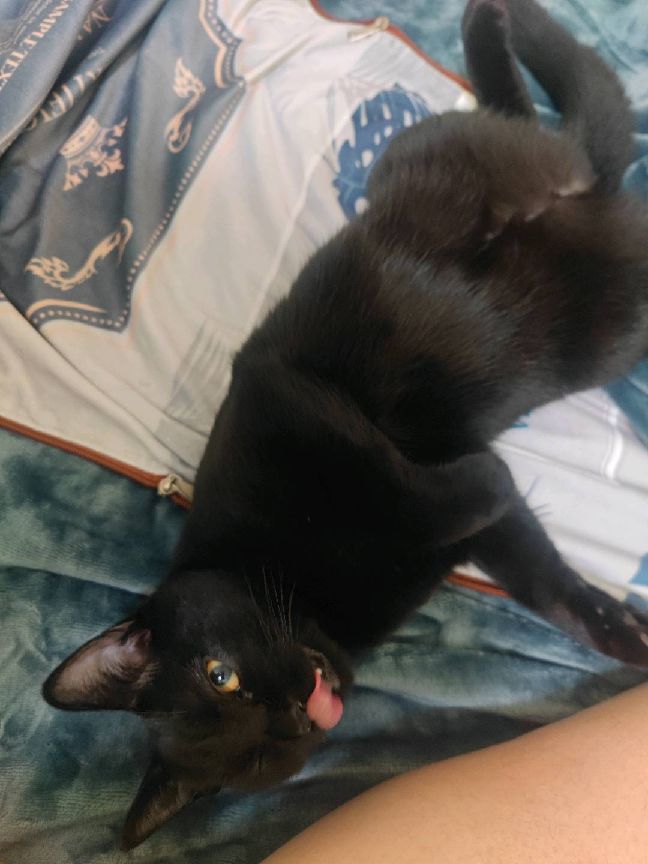 猫图片|宠物猫|猫咪|