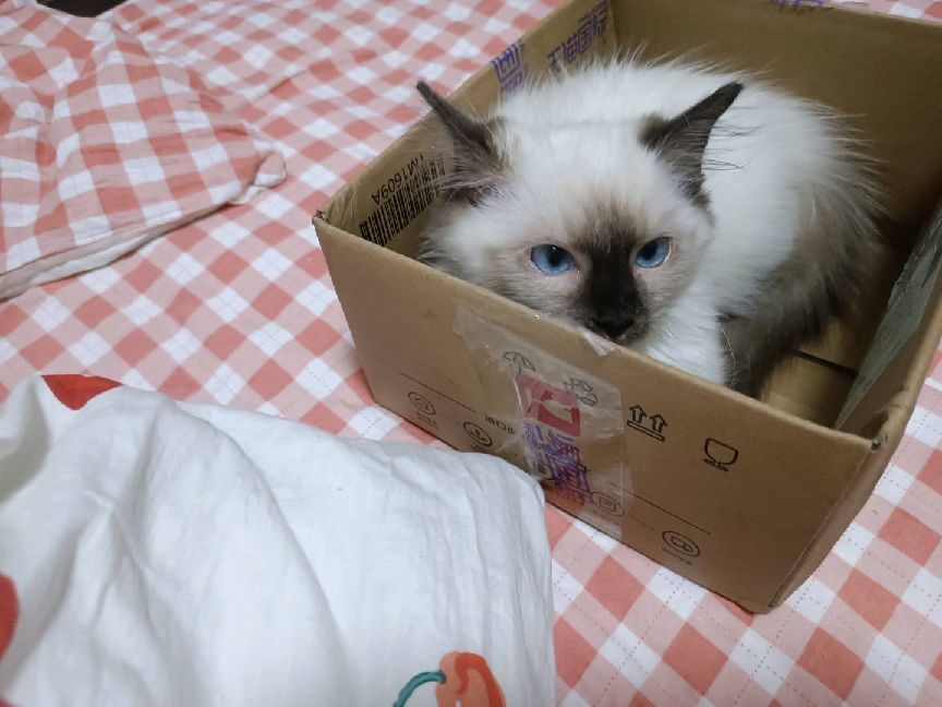 猫图片|宠物猫|猫咪|