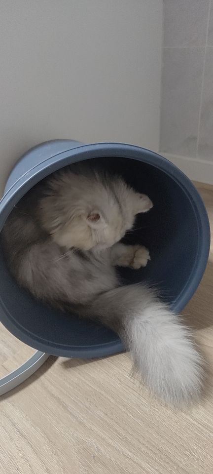 猫图片|宠物猫|猫咪|