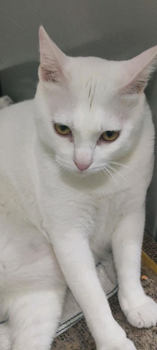 猫图片|宠物猫|猫咪|