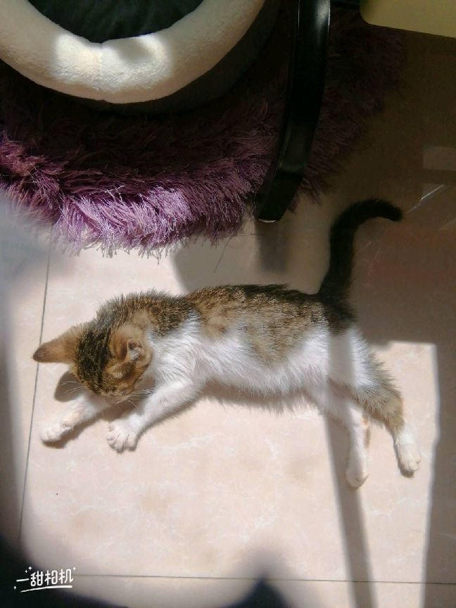 猫图片|宠物猫|猫咪|