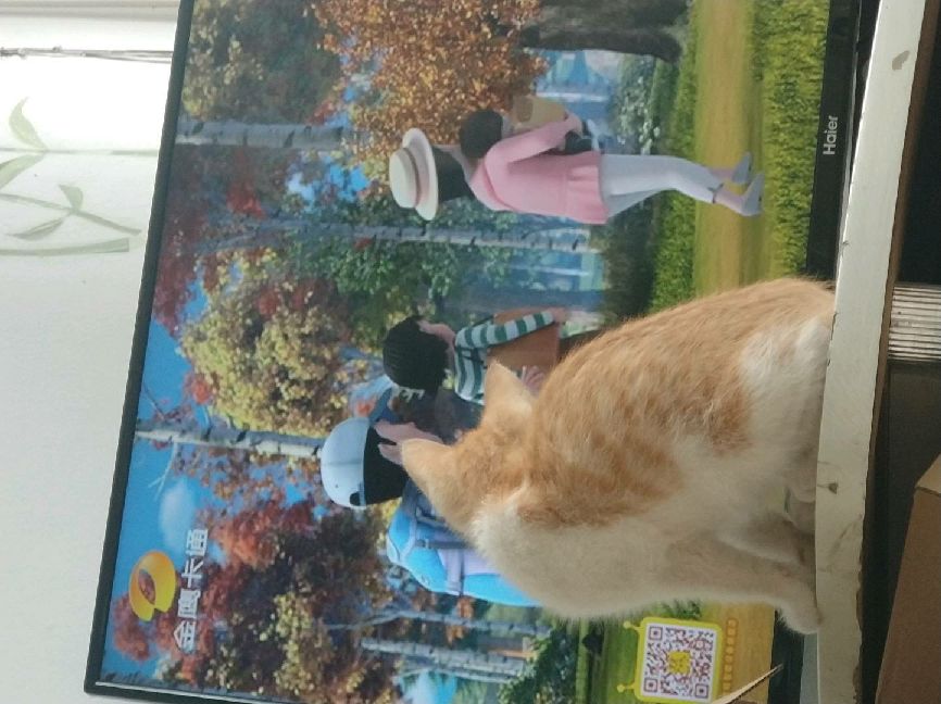 猫图片|宠物猫|猫咪|