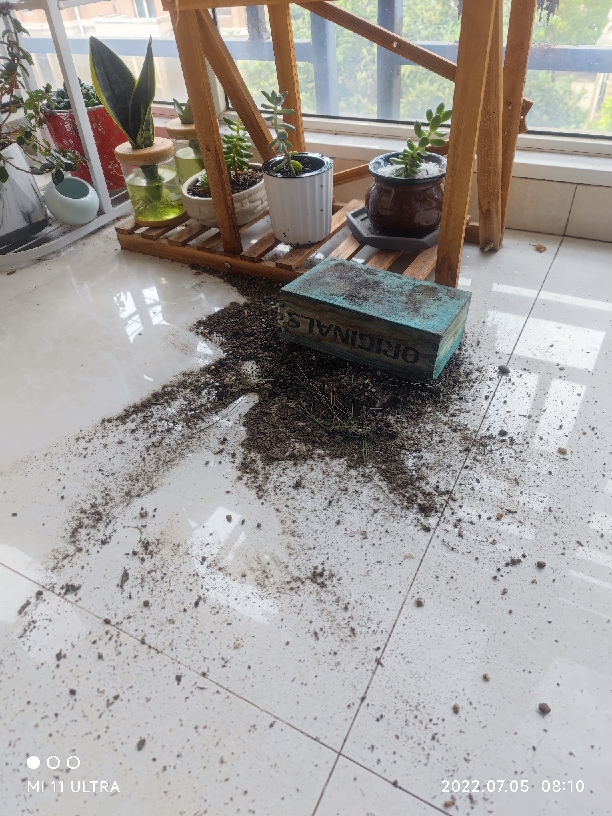 猫图片|宠物猫|猫咪|