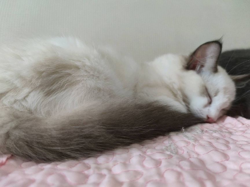 猫图片|宠物猫|猫咪|