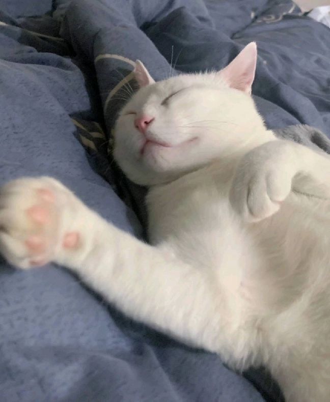 猫图片|宠物猫|猫咪|