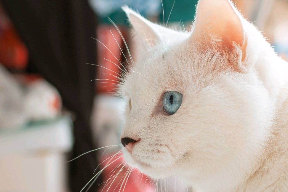 猫图片|宠物猫|猫咪|