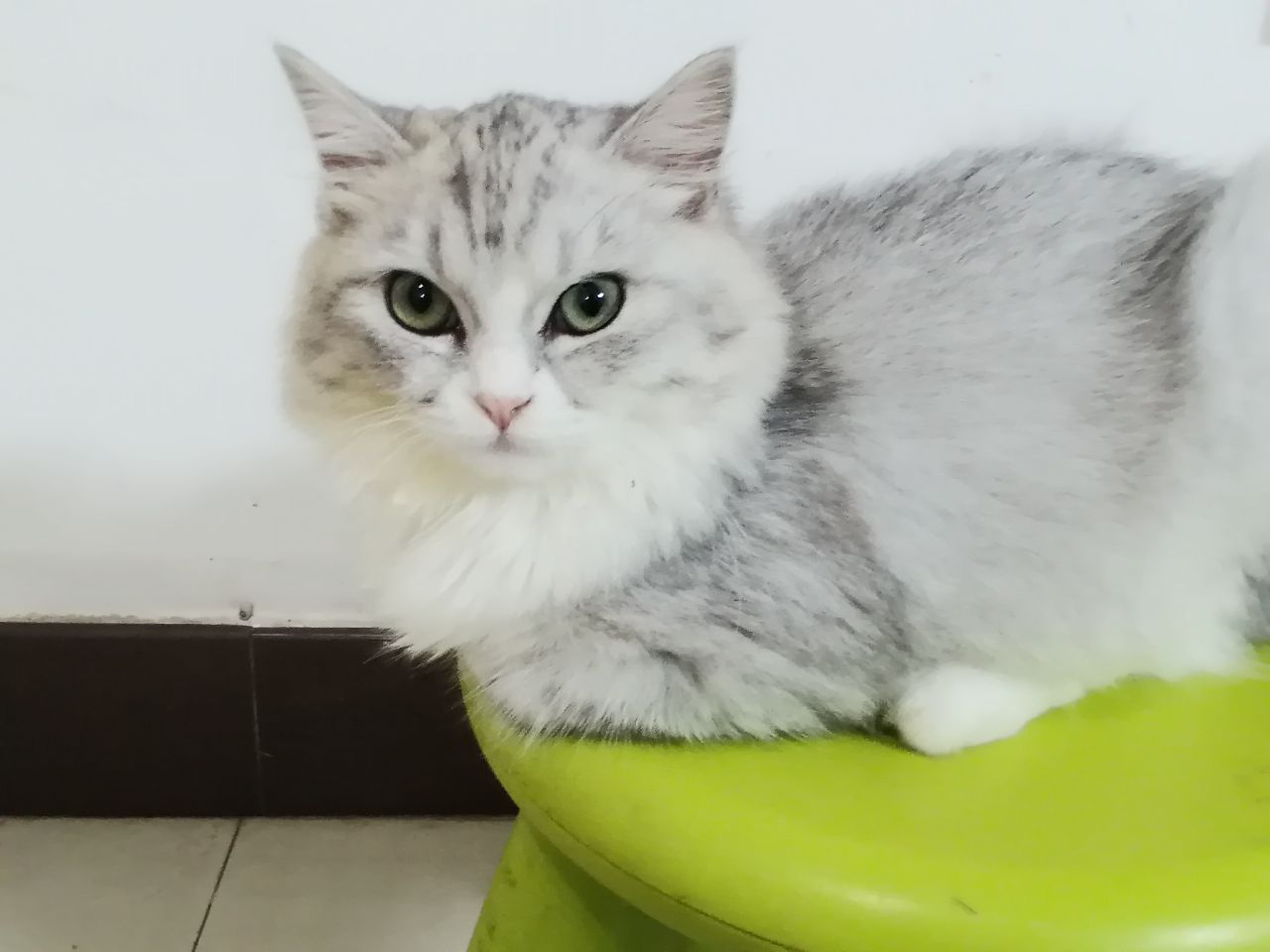 猫图片|宠物猫|猫咪|