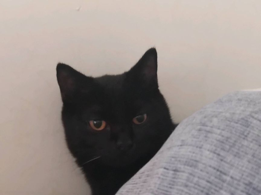 猫图片|宠物猫|猫咪|