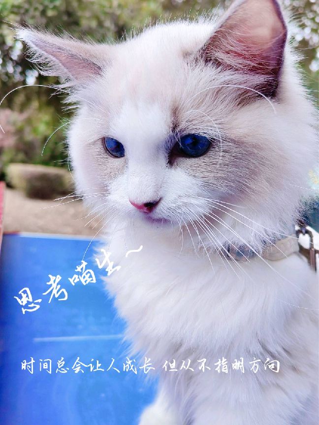 猫图片|宠物猫|猫咪|