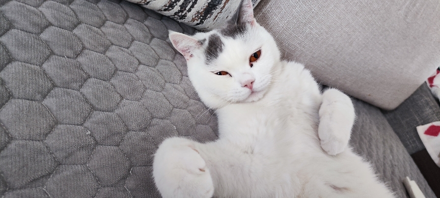 猫图片|宠物猫|猫咪|