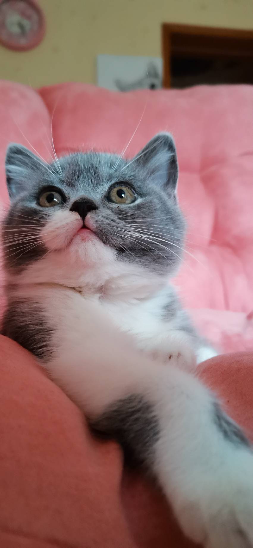 猫图片|宠物猫|猫咪|