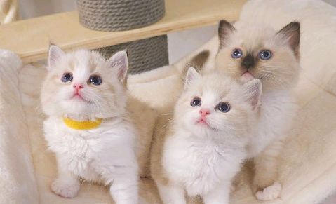 猫图片|宠物猫|猫咪|