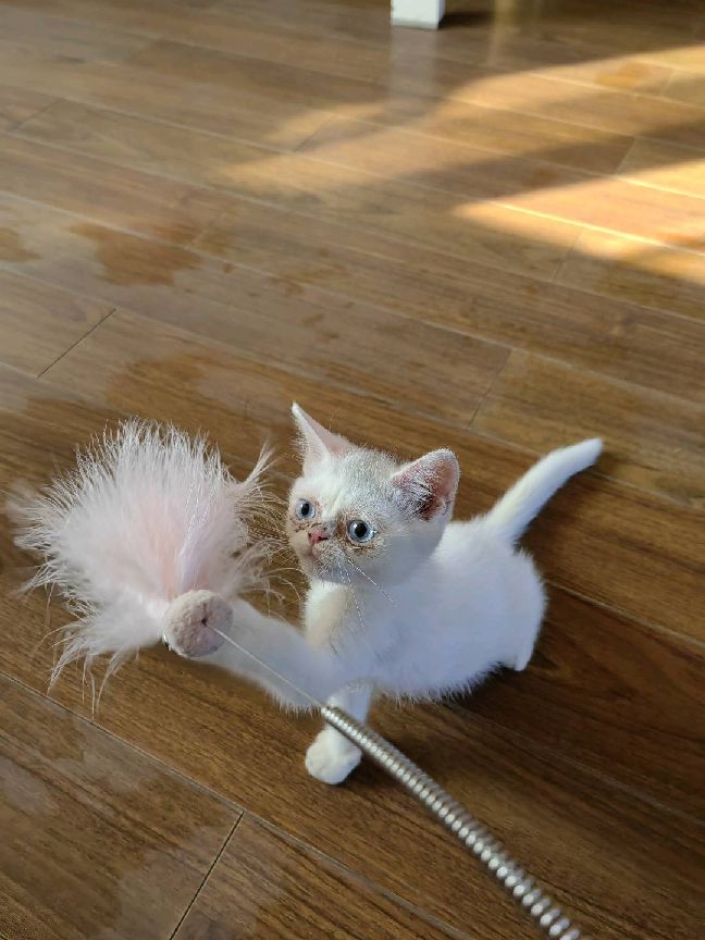 猫图片|宠物猫|猫咪|