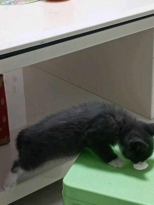 猫图片|宠物猫|猫咪|