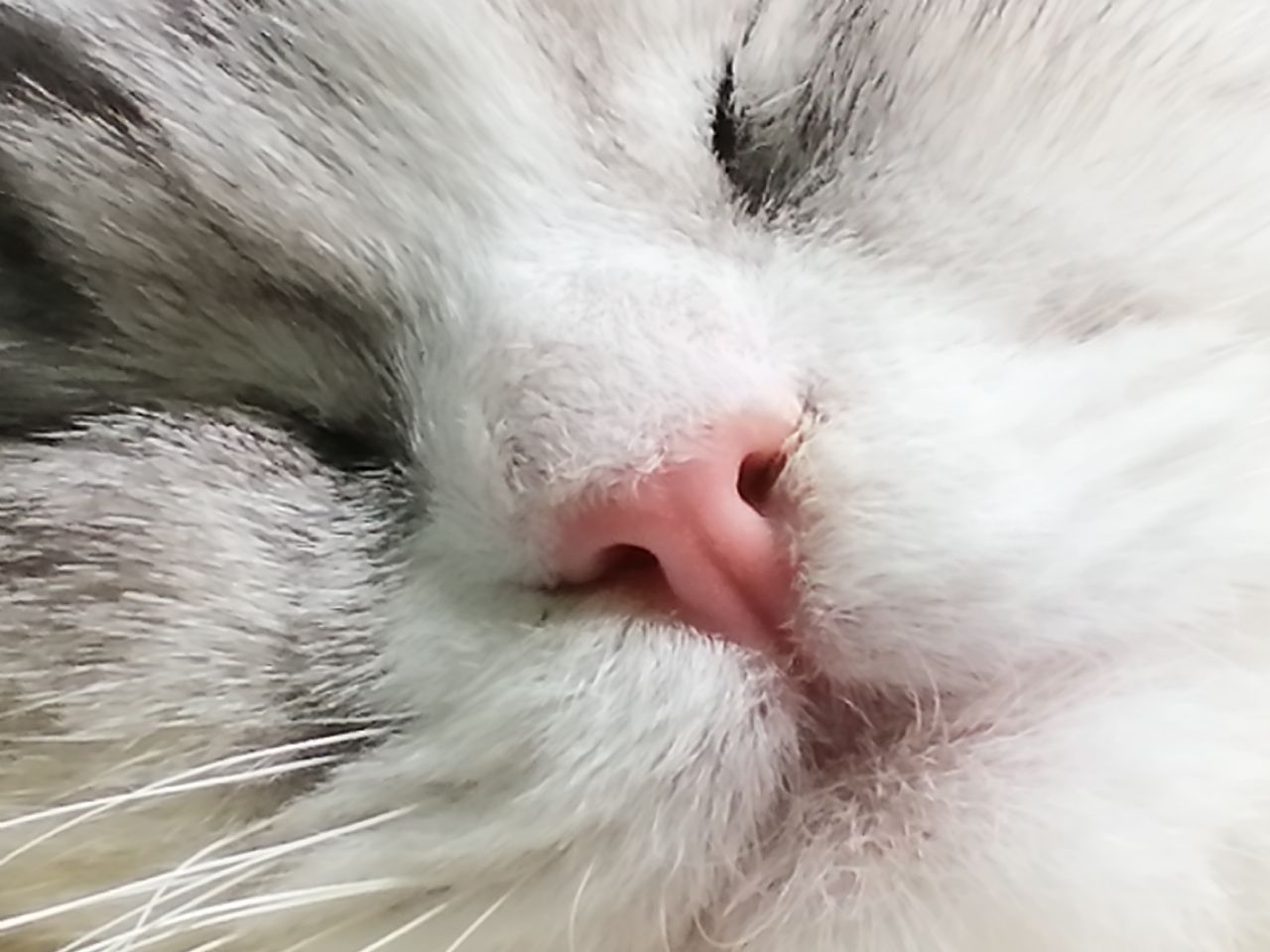 猫图片|宠物猫|猫咪|