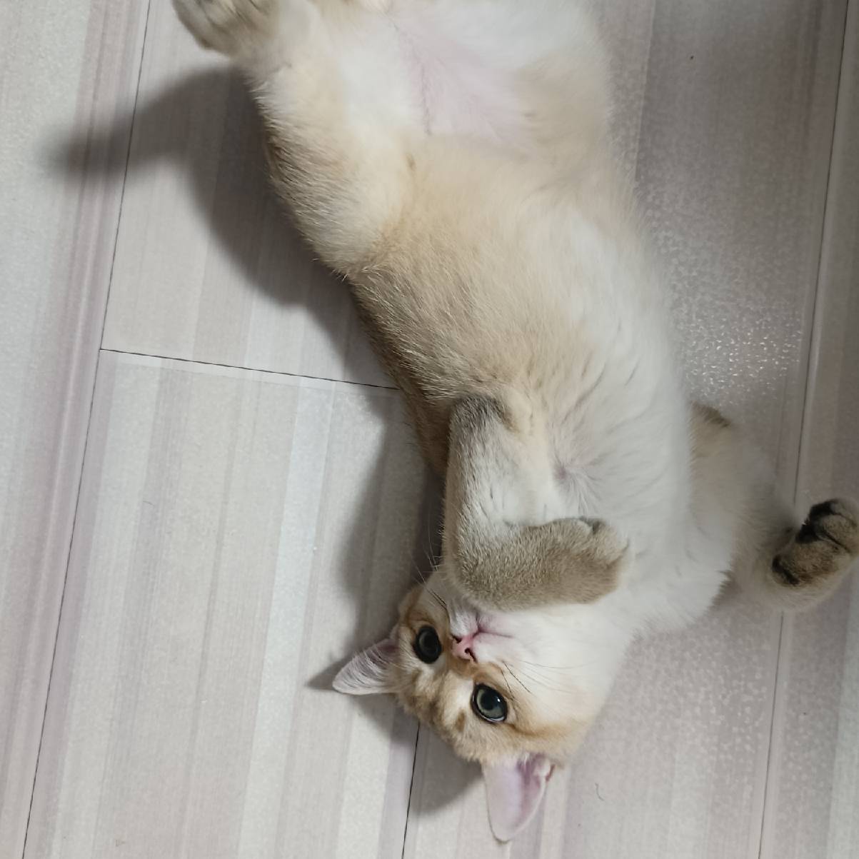 猫图片|宠物猫|猫咪|