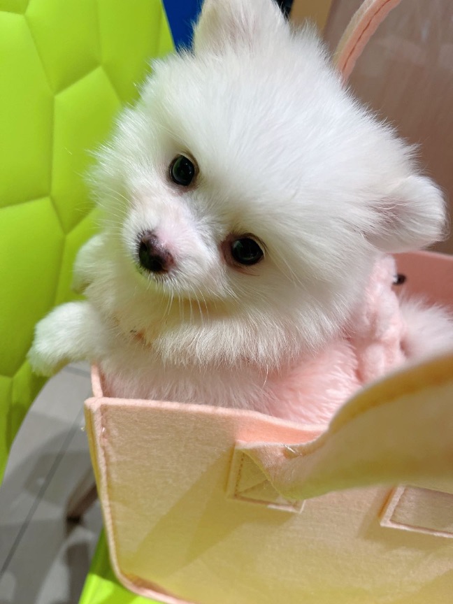 猫图片|宠物猫|猫咪|