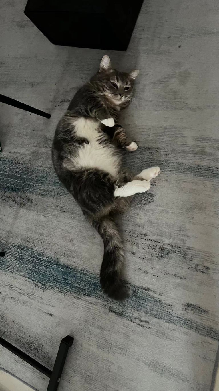 猫图片|宠物猫|猫咪|