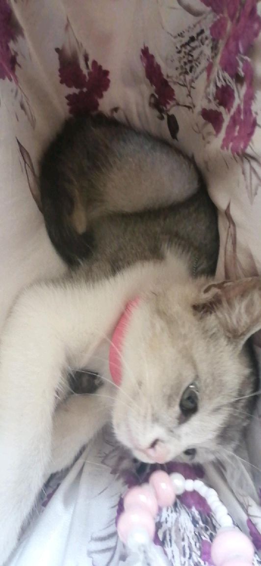 猫图片|宠物猫|猫咪|