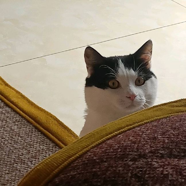 猫图片|宠物猫|猫咪|