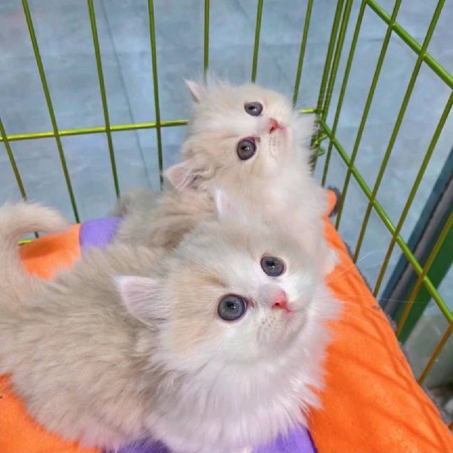 猫图片|宠物猫|猫咪|