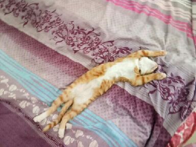 猫图片|宠物猫|猫咪|