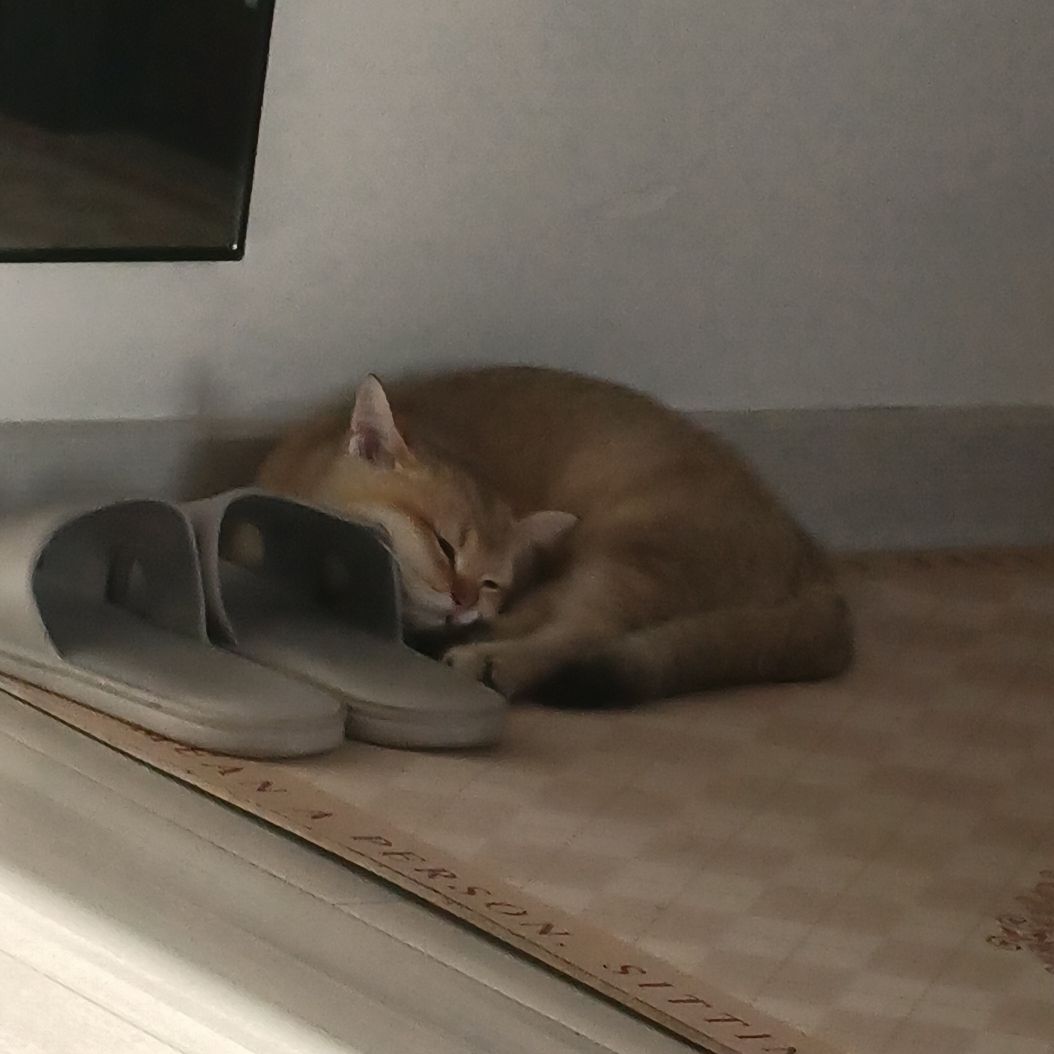 猫图片|宠物猫|猫咪|