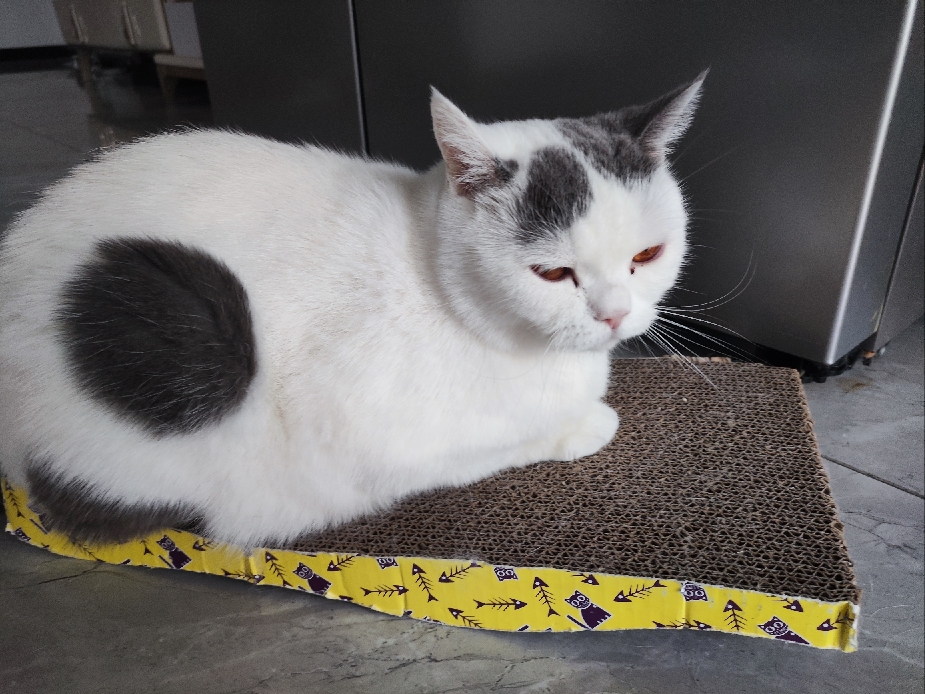 猫图片|宠物猫|猫咪|